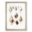 Conch Shells by Albert I - Picture Frame Painting Print-55621422-55621423