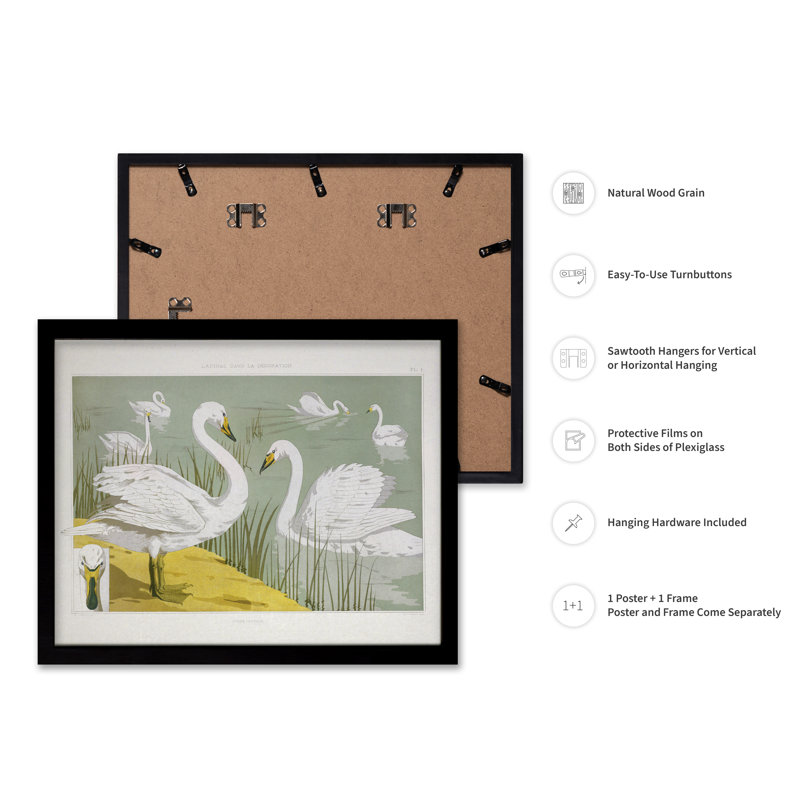 Cygnes blancs blancs, Cadre noir, Affiche, H 24 po x l 32 po