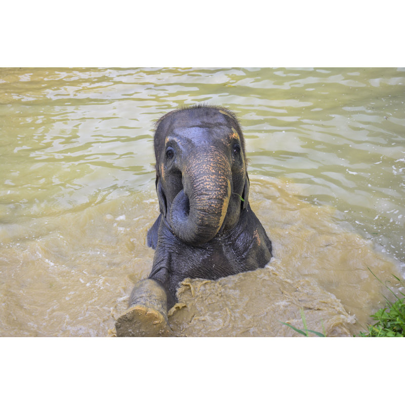Asian Elephant Swimming by Manonvanos - Wrapped Canvas Print, 30cm H x 46cm W