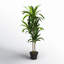 Larson 48'' Faux Dracaena Plant in Planter