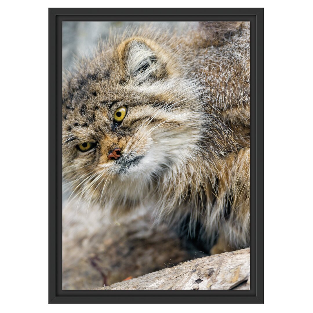 Gerahmtes Wandbild kleine Manul auf Stein