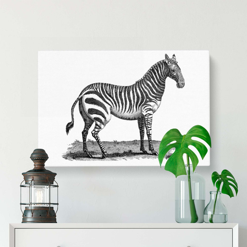 Zebra in Black and White by George Shaw - Wrapped Canvas Drawing - Wrapped Canvas, 35cm H x 50cm W x 3cm D