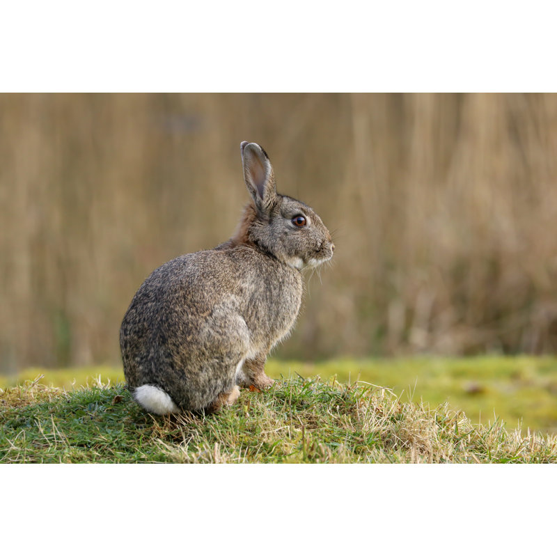 Lapin sauvage (Oryctolagus Cuniculus) - photographie sur toile tendue, H 8 po x l 12 po