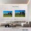 Zaanse Schans Sheep