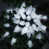 Cold White