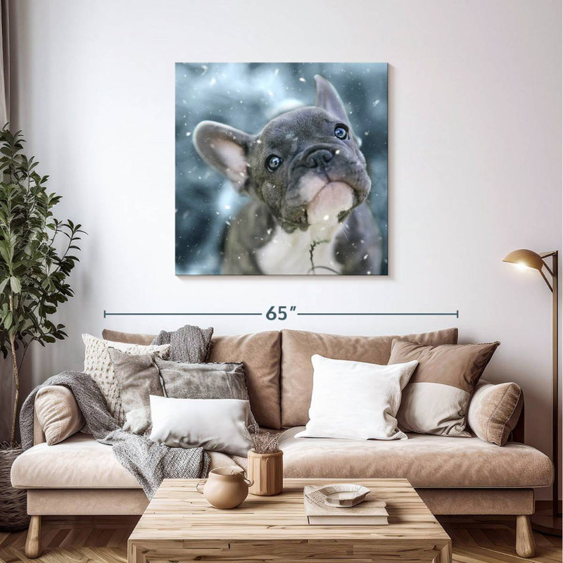 Chiot bouledogue français Brampt