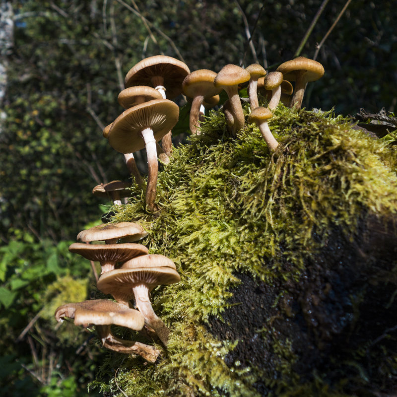 Honey Fungus by Rendery - Print, 40cm H x 40cm W