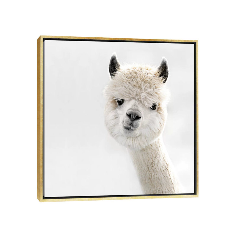 «Peeky Alpaca Square» par Monika Strigel - impression d'art graphique, Aucun mat, Encadrement doré