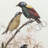 S/2 Bird Framed Print
