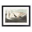 Trumpeter Swan by John James Audubon - Framed Print-55615199-55615205