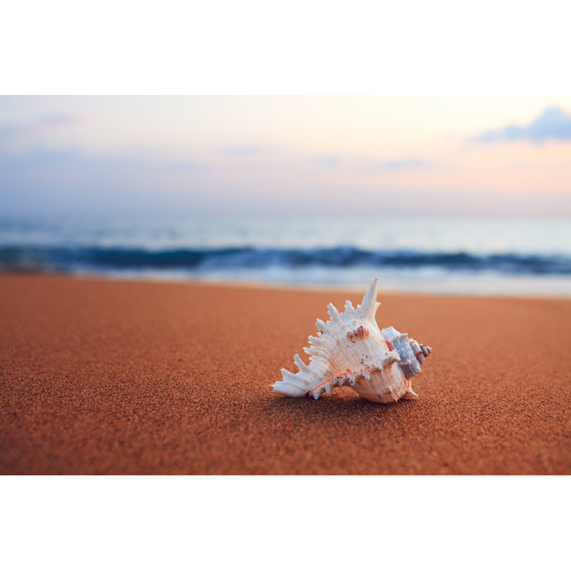 Coquillage sur la plage par Borchee, H 8 po x l 12 po