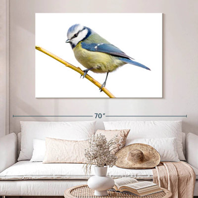 Feathery Blue Tit