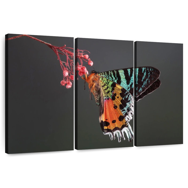 Papillon de nuit malgache, H 24 po x l 38 po