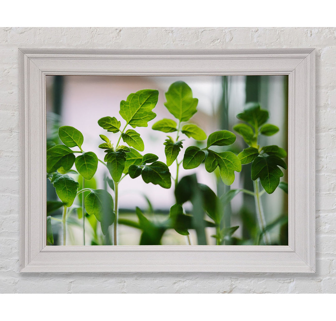 Baby Foliage Growing - Einzelner Bilderrahmen Kunstdrucke