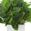 Plante Rohdea Japonica en pot de Fiberstone