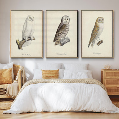 French Owls IV, ensemble de 3 toiles encadrées sur toile