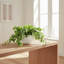 Jenner Faux Ivy Plant in Glass Vase