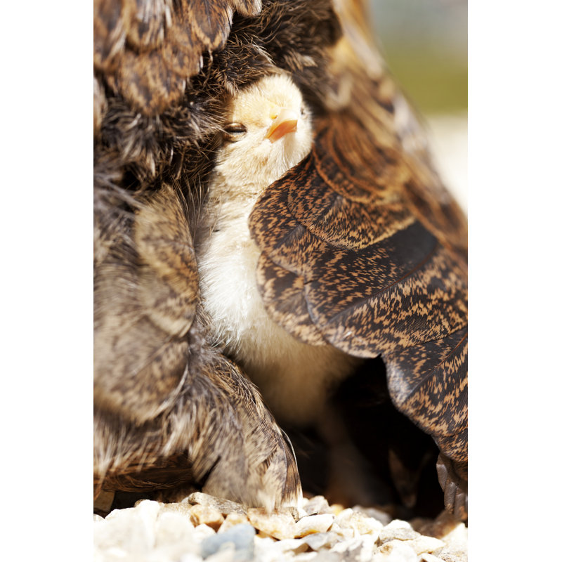 Newly Hatched Chick by Urbancow - Print, 76cm H x 51cm W x 3.8cm D