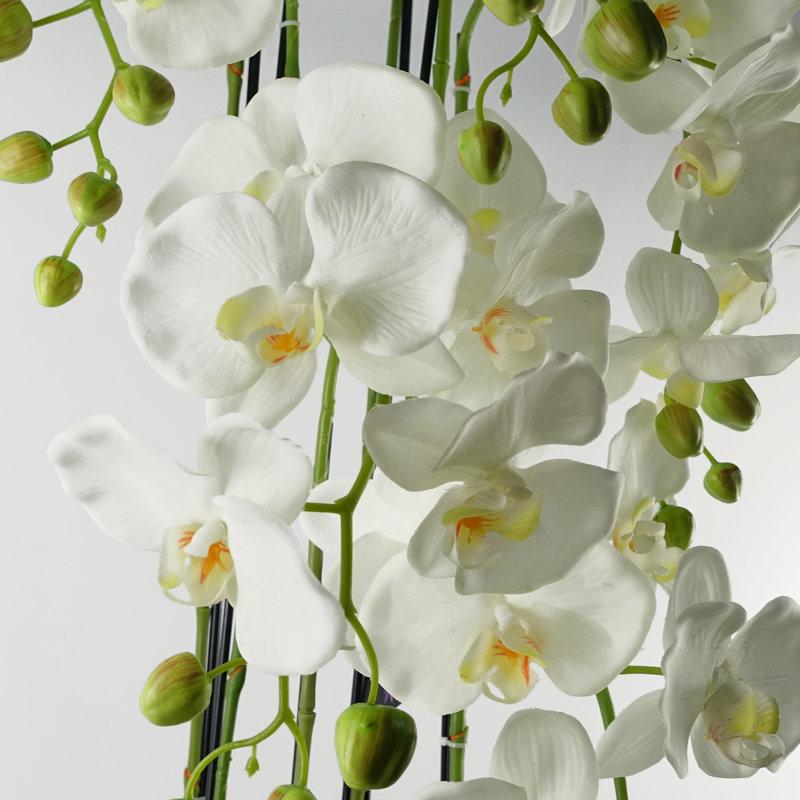 Anneus 110cm Plant