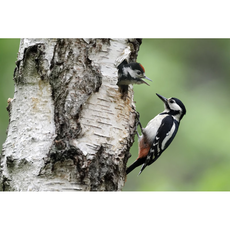 Great-spotted Woodpecker by Mikelane45 - Wrapped Canvas Print, 30cm H x 46cm W