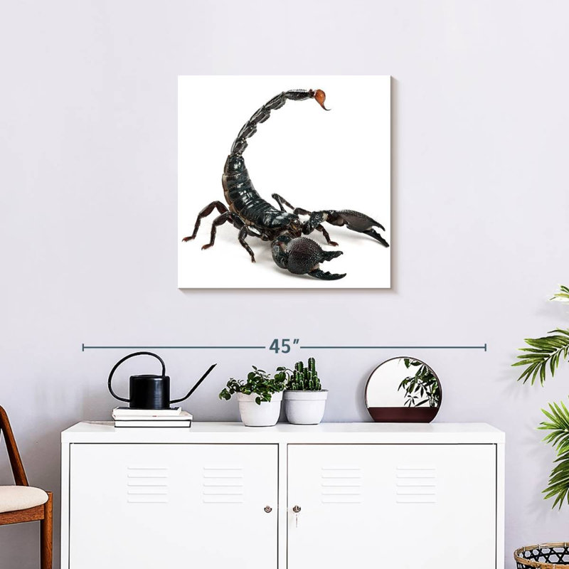 Crowle Scorpion, 24" H x 24" W