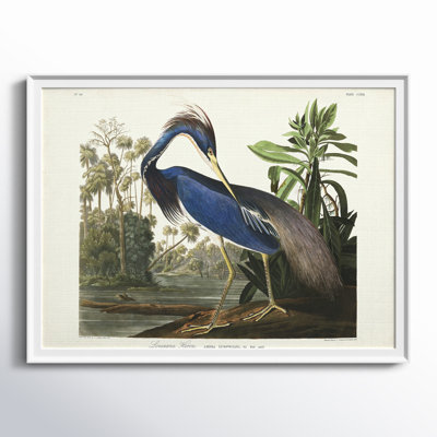 " Louisiana Heron "