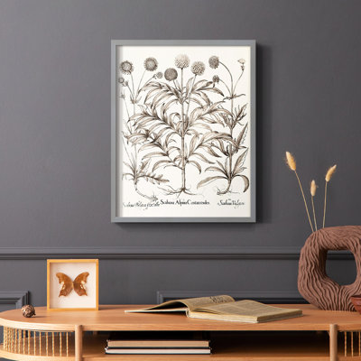 Sépia Besler Botanicals IV, reproduction encadrée - bois massif