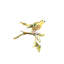 Yellow Warbler Painting by Fern Cassidy-26765392-26765393