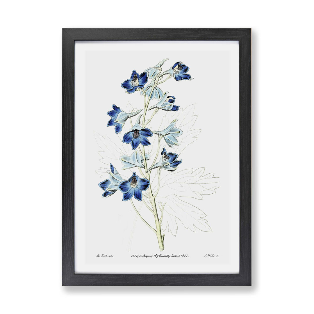 Blue Larkspur Flowers - Wall Art