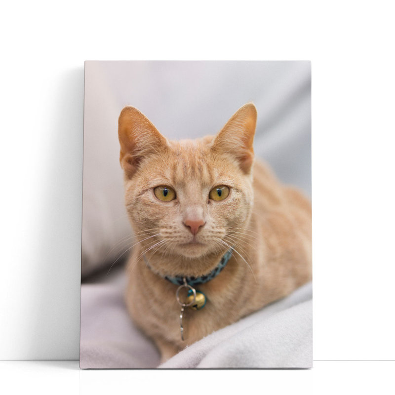 Gros plan d'un chat I - reproduction d'art sur toile, H 24 po x l 18 po