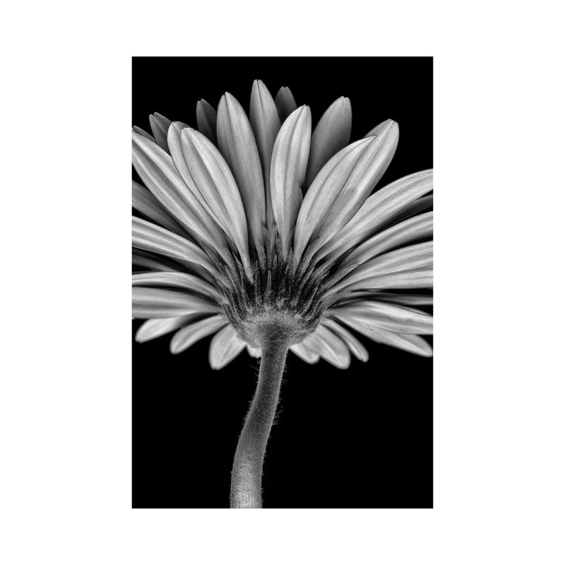 Bw Gerber Daisy by Glauco Meneghelli - Wrapped Canvas Print, 101.6 cm H x 66.04 cm W