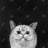 Watching cat - 32"x32" art on canvas
