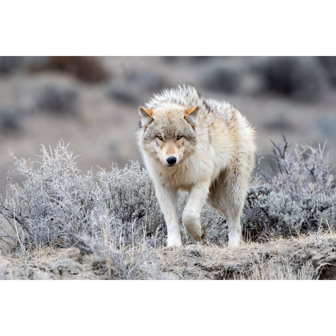 Grauer Wolf mit Blick auf die Kamera von John Morrison - Druck ohne Rahmen auf Leinwand