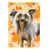 Brown Chinese Crested
