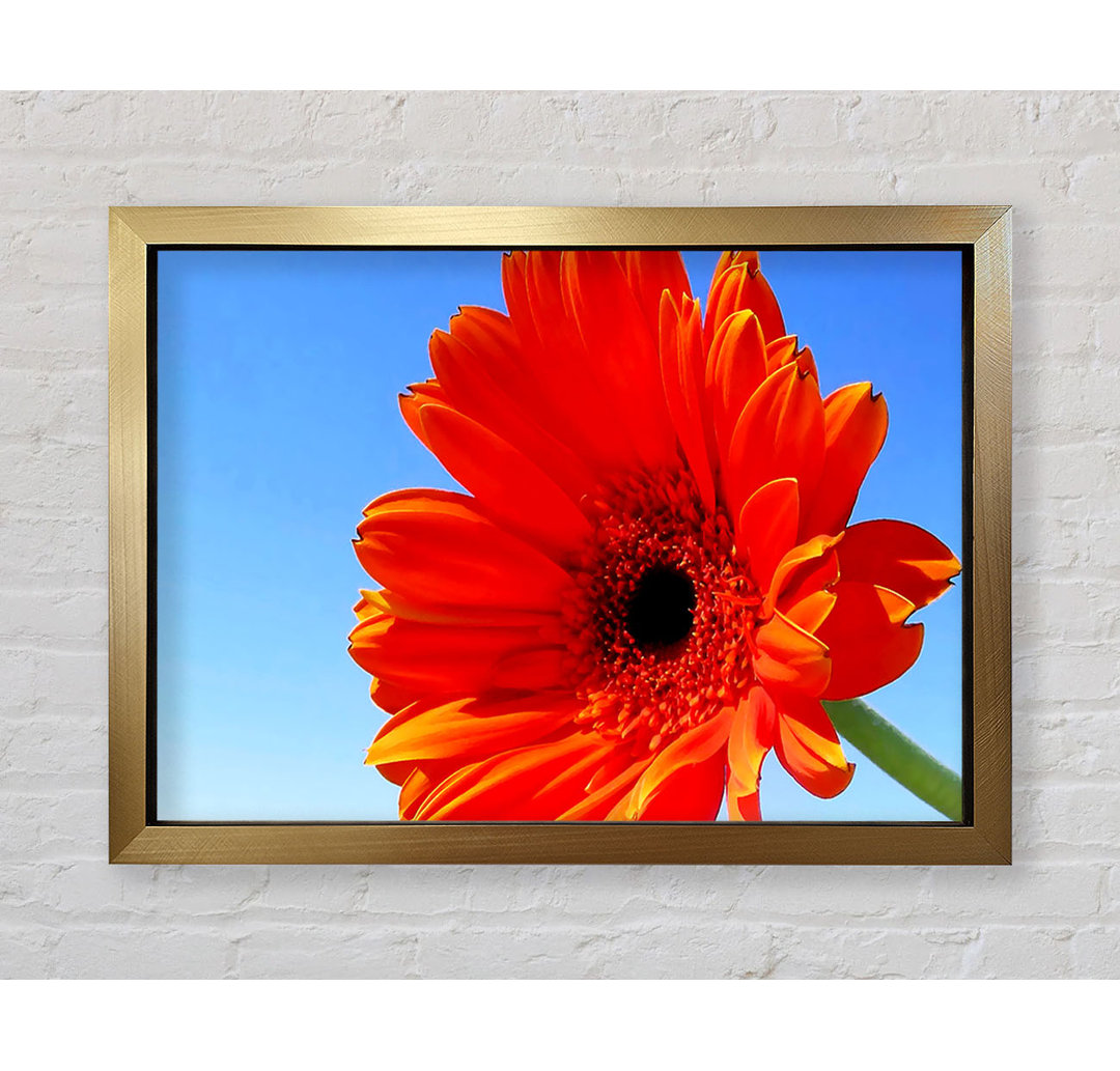 Orange Gerbera Skies - Einzelner Bilderrahmen Kunstdrucke