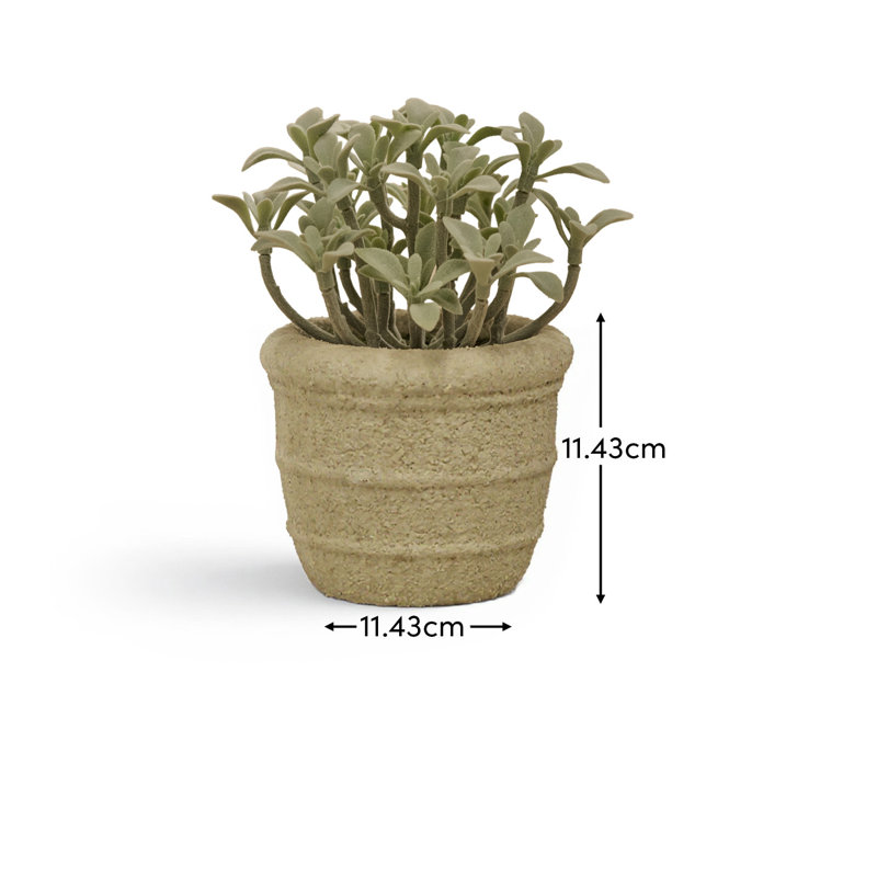 14cm Plant