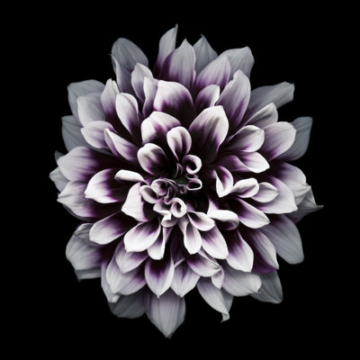 Purple Dahlia - Wrapped Canvas Print
