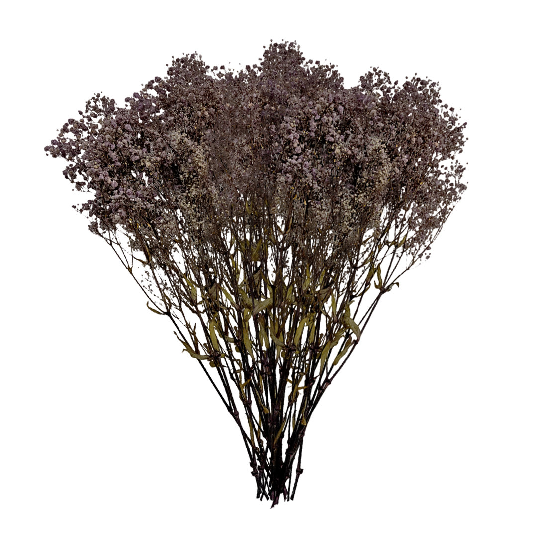 Dried Preserved Baby's Breath Stems, Purple