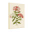 Motif floral de plantes et de fleurs avec des fleurs roses et blanches-343205389