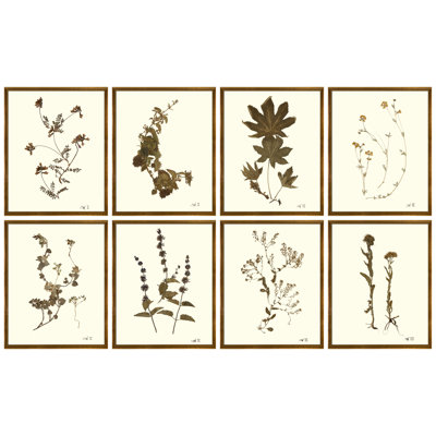 Antique Pressed Botanical Print by Sandy Whitaker