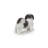 Standing Shih Tzu