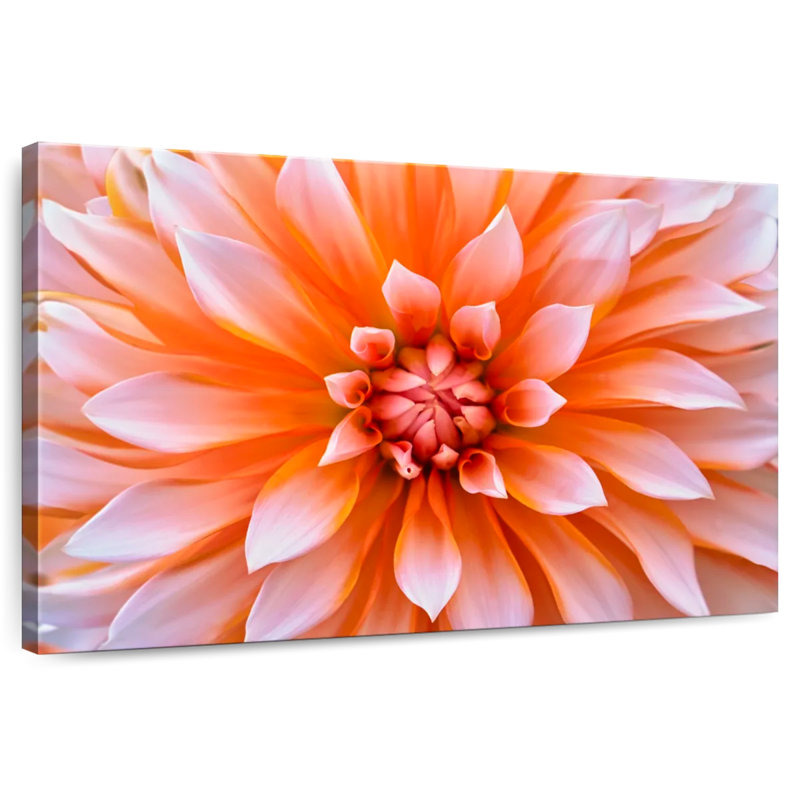 Fleur de dahlia orange blanc Harnek, H 8 po x l 12 po