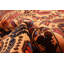 Teimani Orange Rug 2'11" x 4'7"