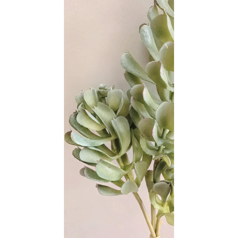 SUCCULNT BUNCH X3 18 po