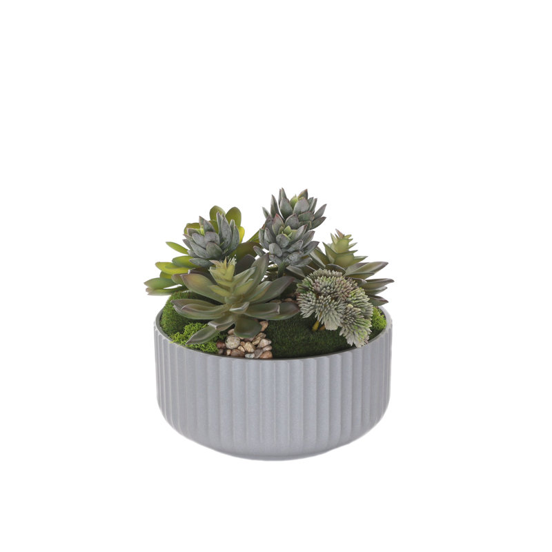 Fausse plante grasse, Gris