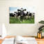 Brampt Holstein-106300418