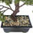 12'' Faux Tree in Pot