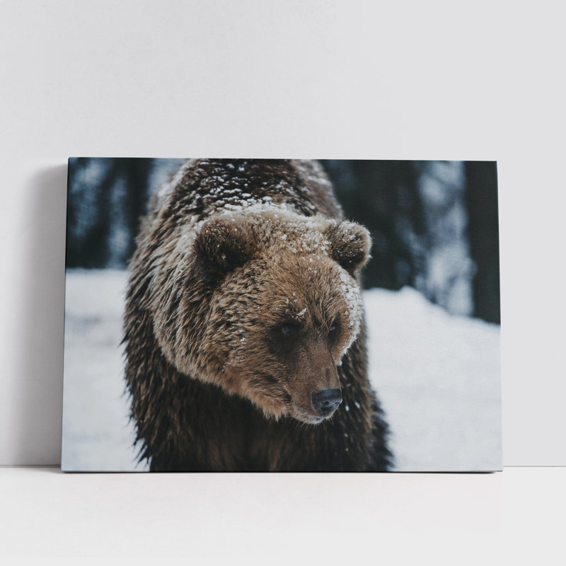 Grizzly Bear on Snow, 16" H x 24" W