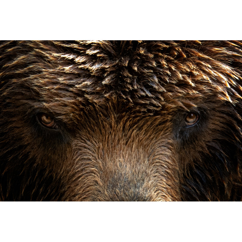 Kamchatka Brown Bear (Ursus Arctos Beringianus), Close-up Detail Portrait. Brown Fur Coat, Danger And Aggresive Animal. Fixed Look, Animal Muzzle With Eyes. Big Mammal From Russia. by Xtrekx - Wrapped Canvas Print