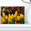 «Beautiful Yellow Tulips Garden», reproduction de photo sur toile tendue-19409476